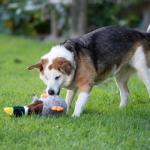 Squeaky Duck Plush Toy for Dogs