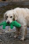 Eco-Friendly Carlos the Crocodile Dog Toy