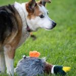 Squeaky Duck Plush Toy for Dogs