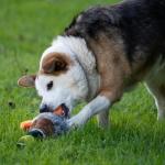 Squeaky Duck Plush Toy for Dogs