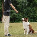AOKLANT Dog Training Snack Bag with Clicker
