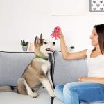 Squeaky Plush Dog Toy Pack - 12 Cute Toys