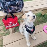 Essential Pet First Aid Kit for Dogs 50+ Pieces