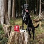 Mountain Paws Dog First Aid Kit - One Size