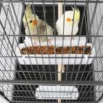 Yaheetech Large Parrot Cage with Perch and Wheels
