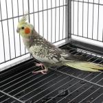 Yaheetech Large Parrot Cage with Perch and Wheels