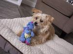 goDog Tough Dragon Plush Dog Toy - Small