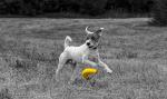 Petface Large Soft Chew Banana Dog Toy