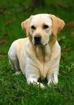 Skinners Field & Trial Dry Dog Food - 15kg