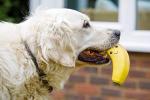 Petface Large Soft Chew Banana Dog Toy