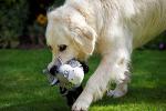 Farmyard Buddies Noodle Donkey Plush Toy for Dogs