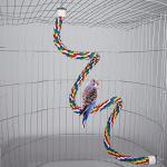 Colorful Rope Perch for Parrots and Cockatiels