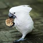 18-Piece Bird Toy Set with Swings and Perches