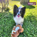 Bark Buddies Sloth Squeaky Plush Dog Toy