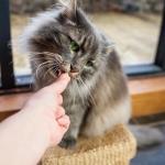 HiLife Freeze-Dried Grain-Free Chicken Cat Treats