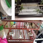 100 Disposable Bird Cage Liners for Parrots