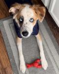 Nylabone Lobster Chew Toy for Aggressive Chewers