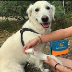 Comprehensive Pet First Aid Kit for Home and Travel