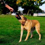 Chuckit! Ultra Tug Medium Dog Fetch Toy