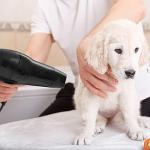 Wahl Pet Hair Dryer with Stand and Power Settings