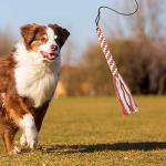 Extendable Flirt Pole Toy for Dogs and Cats