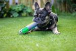 Rosewood Jolly Doggy Throw and Flash Dog Toy