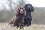 Skinner's Field & Trial Complete Dry Dog Food 15kg