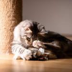 GiGwi Melody Chaser Plush Cat and Dog Toy