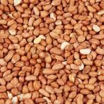 Premium Wild Bird Food Refill with Peanuts