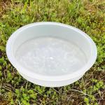 Clear Bird Feeder and Water Bowl Tray