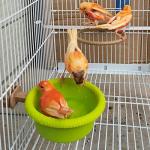 WACURRENTHYD Multi-Function Bird Bath for Parrots