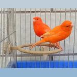 WACURRENTHYD Multi-Function Bird Bath for Parrots