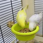 WACURRENTHYD Multi-Function Bird Bath for Parrots