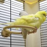 WACURRENTHYD Multi-Function Bird Bath for Parrots