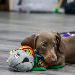 Ancol Small Bite Octopus Dog Toy with Rope