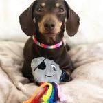Ancol Small Bite Octopus Dog Toy with Rope