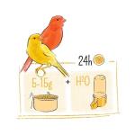 Gourmet Canary Seed Mix for Happy, Healthy Birds