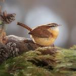 Wild Bird Seed Mix for Small Birds 20kg