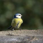 Wild Bird Seed Mix for Small Birds 20kg