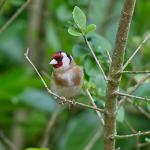 Wild Bird Seed Mix for Small Birds 20kg