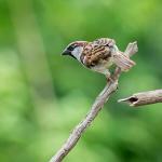 Wild Bird Seed Mix for Small Birds 20kg