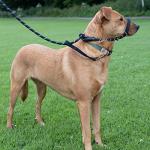 Anti-Pull Dog Lead with Padded Nose Support