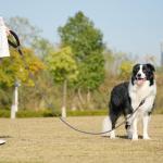 Adjustable Training Lead for Dogs with Padded Handle