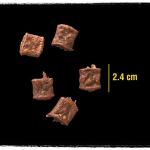Crave Chicken Protein Chunks Dog Treats 330g