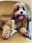 Bamboodles Peanut Butter T-Bone Dog Chew Toy