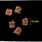 Crave Chicken Protein Chunks Dog Treats 330g