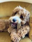 Bamboodles Peanut Butter T-Bone Dog Chew Toy