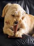 Bamboodles Peanut Butter T-Bone Dog Chew Toy