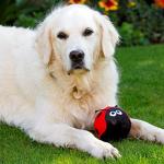 Petface Lindy Ladybird Plush Dog Toy