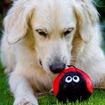 Petface Lindy Ladybird Plush Dog Toy